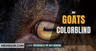 Exploring the Myth: Are Goats Colorblind?
