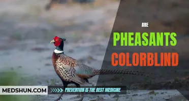 Exploring the Eyes of Pheasants: Are They Colorblind?