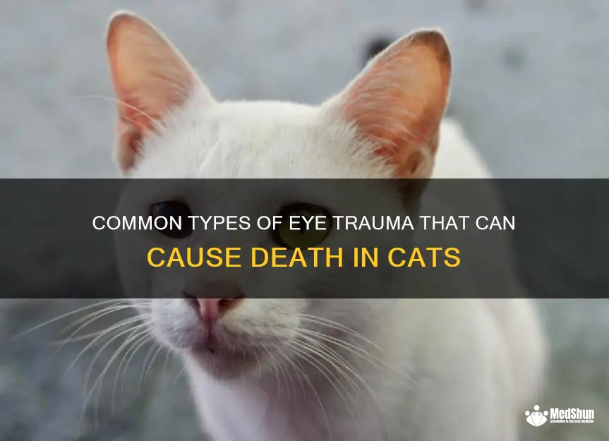 can a cat die from eye trauma