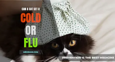 The common cold and flu: Can cats catch these illnesses?