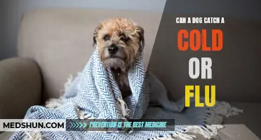 Can Dogs Catch a Cold or Flu? Exploring Canine Respiratory Infections