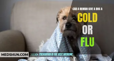 Can Humans Transmit Colds or Flu to Dogs? Debunking Common Myths