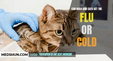 Can Dogs and Cats Get the Flu or Cold? Here's What You Need to Know