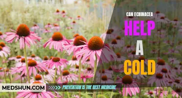 Exploring the Potential Benefits of Echinacea for Treating a Cold