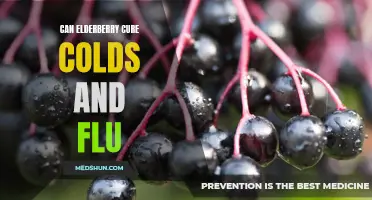 The Potential Benefits of Elderberry in Treating Colds and Flu