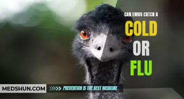 Can Emus Catch a Cold or Flu? The Truth Revealed