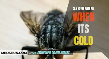 How Do House Flies Fare in Cold Weather? Can They Still Spread the Flu?