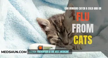 Understanding Zoonotic Diseases: Can Humans Contract Colds and Flus from Cats?