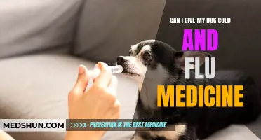 Can I Give My Dog Cold and Flu Medicine?