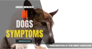 Understanding the Symptoms of Chronic Bronchitis in Dogs