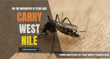 Are Mosquitoes at Utah Lake Carriers of West Nile?