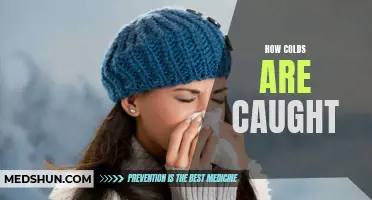 The Science Behind Catching a Cold: An In-Depth Look at How Cold Viruses Spread