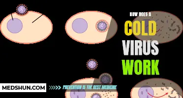 Understanding How a Cold Virus Works: Unraveling the Mechanisms of Infection