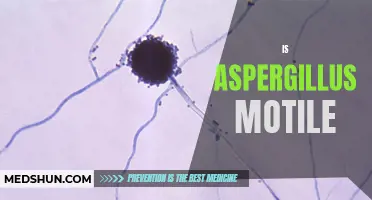 Exploring the Motility of Aspergillus: Unveiling the Secrets of Its Movement