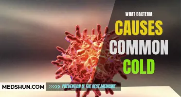 The Culprit Behind the Common Cold: Identifying the Bacteria Responsible