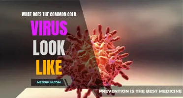 Unveiling the Visuals: What Does the Common Cold Virus Look Like?