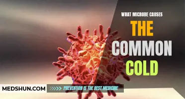 Understanding the Microbe Culprit Behind the Common Cold