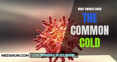 Understanding the Different Viruses that Cause the Common Cold