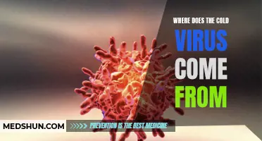The Origin and Spread of the Cold Virus: Unveiling the Source and Transmission Pathways