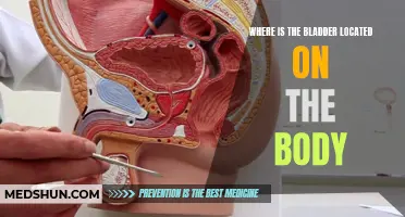 Understanding the Anatomy and Location of the Bladder in the Human Body