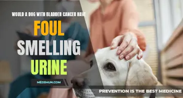 Foul Smelling Urine: An Indicator of Bladder Cancer in Dogs